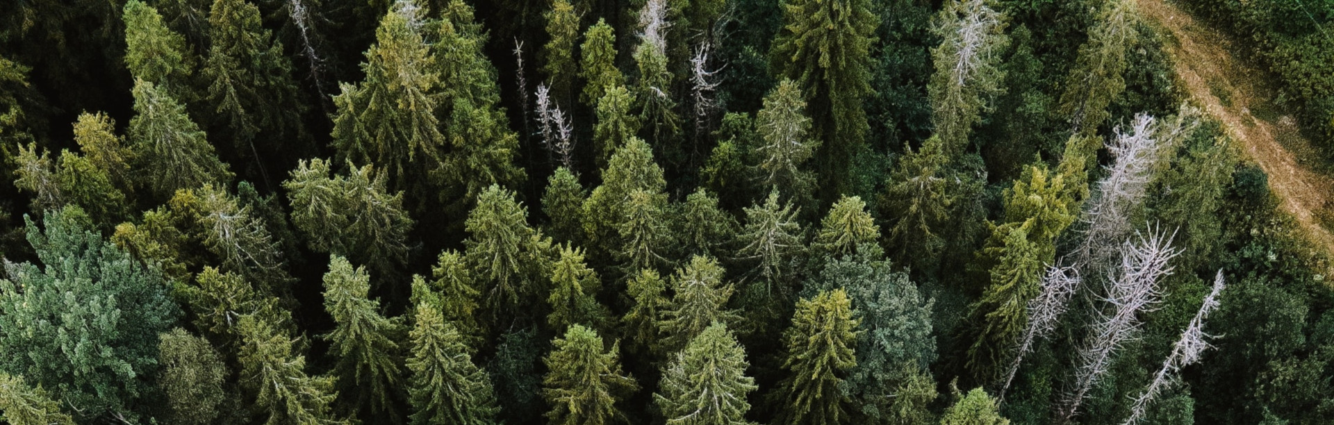 Forest header